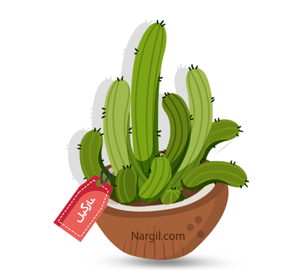  Nargil - Peanuts cactus